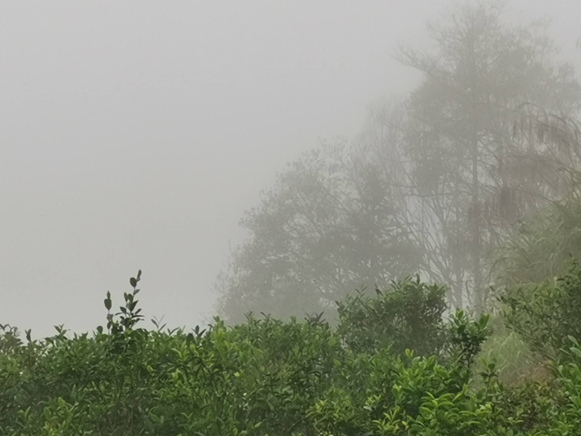 丰顺县洋西坑原生态高山茶园一览